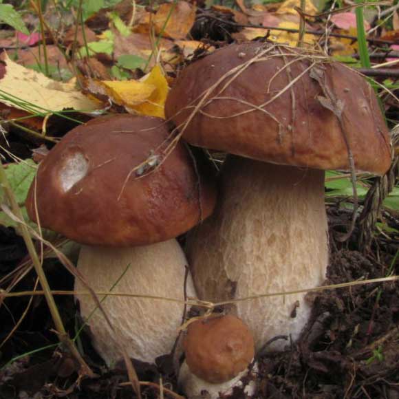 свежие грибы боровики в Москве прямо из леса по оптовым ценам