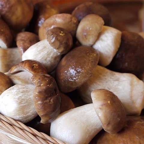 свежие белые грибы в москве по оптовым ценам