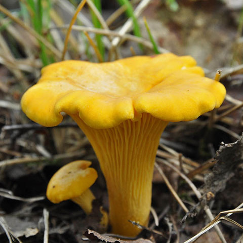 свежие грибы лисички в москве по оптовым ценам