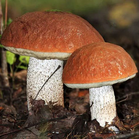 Подосиновики: грибы 