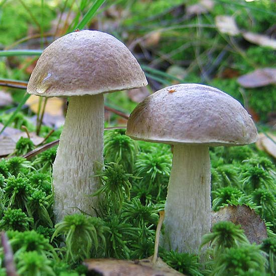 Что приготовить из грибов: шесть бабушкиных рецептов